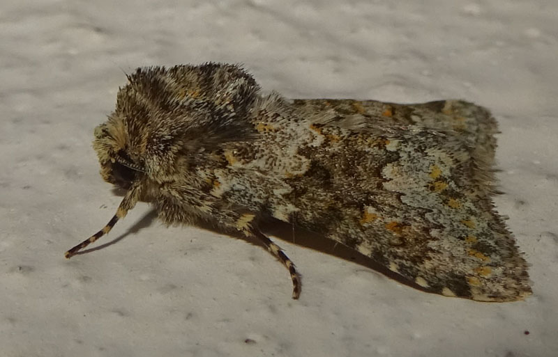 Hecatera dysodea - Noctuidae